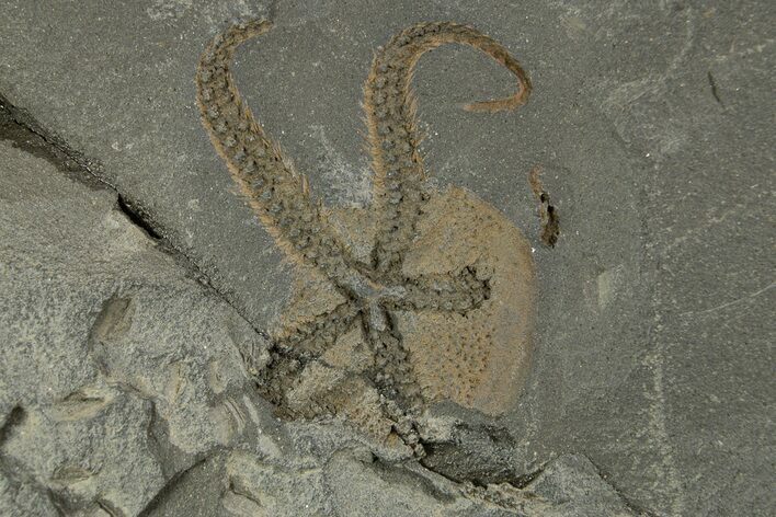 Ordovician Brittle Star (Ophiura) - Morocco #329149